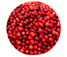 As froitas de Lingonberry están contidas en cápsulas de Prostamin, alivian o inchazo